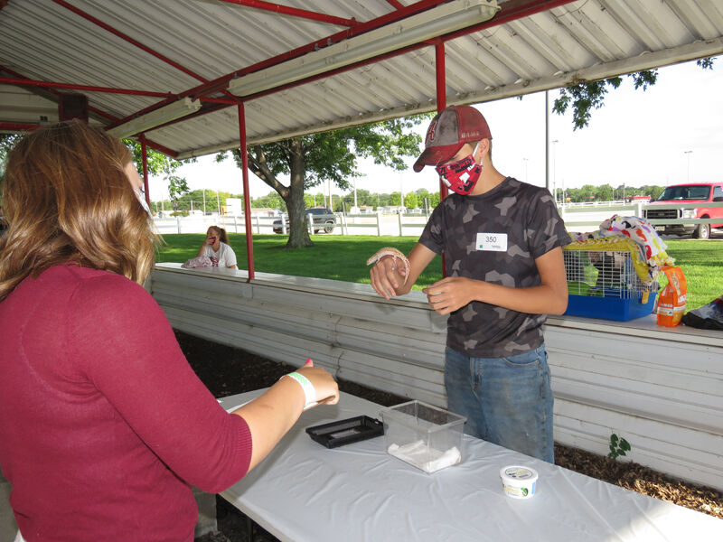 Leopard gecko, Justin White, Ravenna with judge